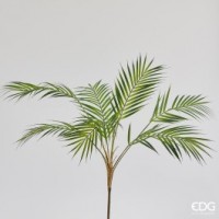 Palma Areca H80 cm Φυτά